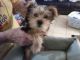 Yorkshire Terrier Puppies for sale in Cedar Hill, TX, USA. price: $1,200