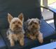 Yorkshire Terrier Puppies for sale in West Middlesex, PA 16159, USA. price: NA