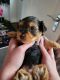 Yorkshire Terrier Puppies for sale in Fayetteville, NC, USA. price: $550