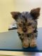 Yorkshire Terrier Puppies for sale in Mission Viejo, CA, USA. price: $3,500