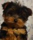 Yorkshire Terrier Puppies for sale in Gilroy, CA 95020, USA. price: $1,300