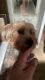 Yorkshire Terrier Puppies for sale in Brooklyn, NY, USA. price: $500