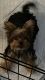 Yorkshire Terrier Puppies for sale in Tucson, AZ 85747, USA. price: $2,200