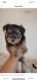 Yorkshire Terrier Puppies for sale in Mishawaka, IN, USA. price: $2,000