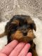 Yorkshire Terrier Puppies for sale in Ardmore, OK 73401, USA. price: $300