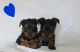 Yorkshire Terrier Puppies for sale in Ocala, FL, USA. price: $2,000