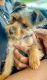 Yorkshire Terrier Puppies for sale in Novi, MI, USA. price: $800