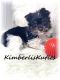 Yorkshire Terrier Puppies for sale in Lipan, TX 76462, USA. price: $1,800