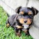 Yorkshire Terrier Puppies for sale in Victorville, CA, USA. price: $1,500