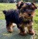 Yorkshire Terrier Puppies for sale in Portland, OR, USA. price: $2,400