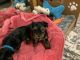 Yorkshire Terrier Puppies for sale in Mechanicstown, OH 44651, USA. price: $1,000