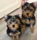 Yorkshire Terrier Puppies for sale in Phoenix, AZ 85021, USA. price: $400