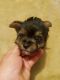 Yorkshire Terrier Puppies for sale in Princeton, IN 47670, USA. price: $90,000