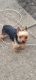 Yorkshire Terrier Puppies for sale in Waterloo, IA, USA. price: $700