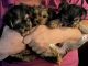 Yorkshire Terrier Puppies for sale in Cullman, AL, USA. price: NA