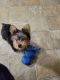 Yorkshire Terrier Puppies for sale in Westminster, MA, USA. price: $1,500
