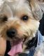 Yorkshire Terrier Puppies for sale in Queens, NY, USA. price: $999