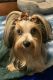 Yorkshire Terrier Puppies for sale in Chattanooga, TN, USA. price: $2,500