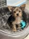 Yorkshire Terrier Puppies for sale in Jurupa Valley, CA, USA. price: NA