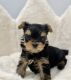 Yorkshire Terrier Puppies for sale in Venice, FL, USA. price: $3,500