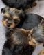 Yorkshire Terrier Puppies for sale in Philadelphia, PA, USA. price: $1,200