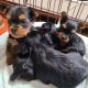 Yorkshire Terrier Puppies for sale in Ohio City, Cleveland, OH, USA. price: $650