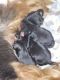 Yorkshire Terrier Puppies for sale in Oklahoma City, OK, USA. price: $1,500