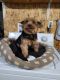 Yorkshire Terrier Puppies for sale in Waterloo, IA, USA. price: $500