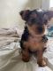Yorkshire Terrier Puppies for sale in Huber Heights, OH, USA. price: $875