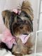Yorkshire Terrier Puppies for sale in Prosper, TX, USA. price: $4,000