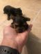 Yorkshire Terrier Puppies for sale in Amory, MS 38821, USA. price: NA
