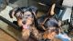Yorkshire Terrier Puppies for sale in Brooklyn, NY, USA. price: $1