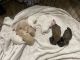 Yorkshire Terrier Puppies for sale in Woodland Hills, Los Angeles, CA, USA. price: $800