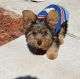 Yorkshire Terrier Puppies for sale in Lakeland, FL, USA. price: $1,500