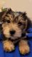 Yorkshire Terrier Puppies for sale in Pittsburg, CA, USA. price: $92,500