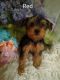 Yorkshire Terrier Puppies for sale in Afton, VA 22920, USA. price: $1,800