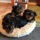 Yorkshire Terrier Puppies for sale in Oklahoma City, OK, USA. price: $850