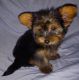 Yorkshire Terrier Puppies for sale in Sumter, SC, USA. price: NA