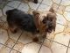 Yorkshire Terrier Puppies for sale in West Palm Beach, FL 33409, USA. price: $1,200