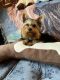 Yorkshire Terrier Puppies for sale in Graham, WA 98338, USA. price: $2,000