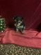Yorkshire Terrier Puppies for sale in New Orleans, LA, USA. price: $1,400