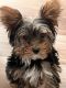 Yorkshire Terrier Puppies for sale in Wind Gap, PA 18091, USA. price: NA