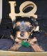 Yorkshire Terrier Puppies for sale in Lancaster, PA, USA. price: $2,700