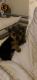 Yorkshire Terrier Puppies for sale in Philadelphia, PA, USA. price: $650