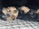 Yorkshire Terrier Puppies for sale in Vancouver, WA, USA. price: $2,500
