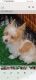 Yorkshire Terrier Puppies for sale in Melrose Park, IL 60164, USA. price: $2,000