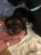 Yorkshire Terrier Puppies for sale in Statesville, NC, USA. price: $150,000