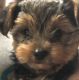 Yorkshire Terrier Puppies for sale in 525 Staufer Ct, Mount Joy, PA 17552, USA. price: $1,750