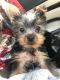 Yorkshire Terrier Puppies for sale in San Mateo, CA, USA. price: $2,000