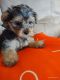 Yorkshire Terrier Puppies for sale in San Diego, CA 92154, USA. price: $1,000